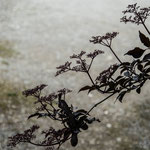 roter Hollunder