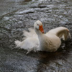 Wilder Vogel