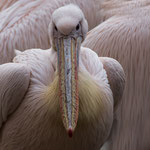Pelikan beim Fotografen