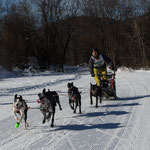 Schlittenhunderennen 2019- 2