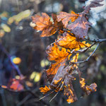 Herbst 4