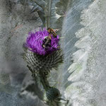 Eselsdistel