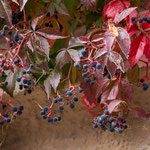 Wilder Wein