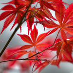 Herbstblätter