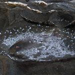 Der Kleine und der große Fisch