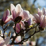 Magnolien