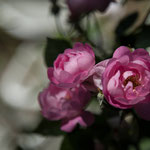 nochmal Rosen