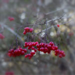 Herbst 3