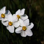 Erste Blüten