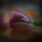 Tulpen 21-3