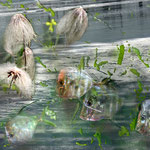 Schwimmen und fliegen