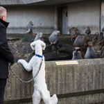 Was sind denn das für Hunde?