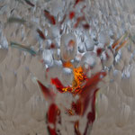 Tulpe