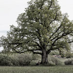 Der alte Mann und der Baum