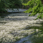 Flutender Hahnenfuß 1