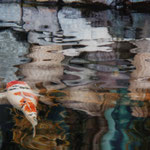 Koi