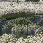 Flutender Hahnenfuß 3