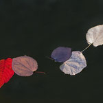 Herbstlaub am Wasser