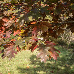 Herbst im Weltwald