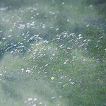 Himmlische Blüten