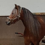 Odin - Juli 2019