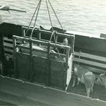 Ausschiffung der Tiere mittels Holzkiste und Kran. Das Foto stammt evtl. von einem Südafrika-Transport.