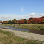 桜紅葉（さくらもみじ）という言葉を思い出す、鴨川の秋の景