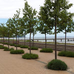 Nordstrand mit Bernsteinpromenade