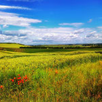 Sommerwiese