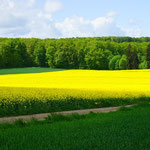 Rapsfeld