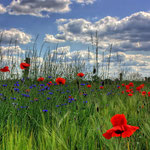 Klatschmohn und Kornblumen