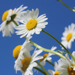 Gänseblümchen