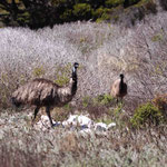 Bei Port Lincoln gibt es dann zwar keine Haie mehr, dafür aber wilde Emus :-)