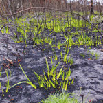 genauso wie das Gras