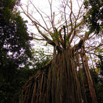 weiter gehs zum Curtain Fig Tree