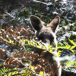 auch hier verstecken sich Kangaroos