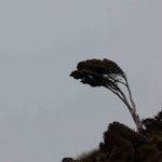 Die Wuchsrichtung der Bäume bestimmt allein der Wind