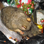 außerdem kann man Possums beobachten, wie sie sich über den Müll hermachen