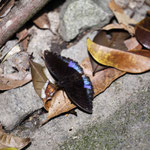 Schöne Schmetterlinge