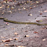 unterwegs kreuzt eine Python unseren Weg