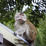 Die anderen Affen halten sich lieber im Hintergrund