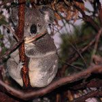 sowie wilde Tiere sichten. Hier unser 2. Mal, dass wir freilebende Koalas sehen (das erste mal an der Great Ocean Road)