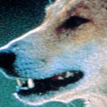 wo wir immer Ausschau nach wilden Dingos halten - gesehen haben wir leider keinen