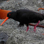 Oystercatcher können übrigens ziemlich agressiv sein, wenn sie ihr Nest verteigen wollen
