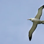 oder auch Albatrosse. Der nördliche Königsalbatross mit Spannweiten von bis zu 3, 5 Meter kommt nur hier auf der Südinsel vor.
