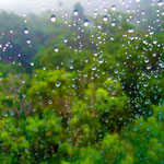 passend zum "Regenwald" regnet es
