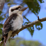 unser Lieblingsvogel: der lachende Hans oder auch Kukabara genannt