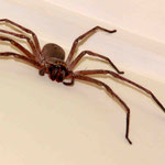 einfach eklig: Die riesen Spinne!