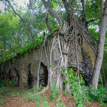 Ruines usine sucrière Mayotte