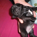 Benno Jr.